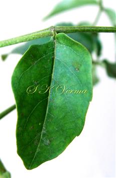  Leaflets (Adaxial View)